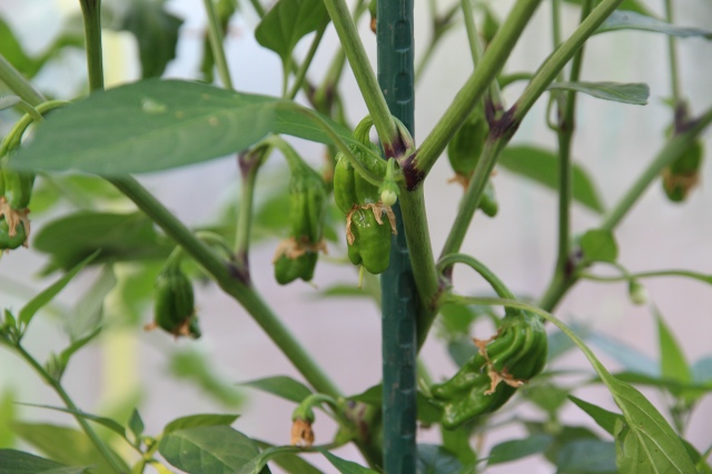 ファイル 80-4.jpg