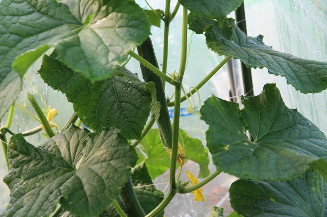 ファイル 80-5.jpg