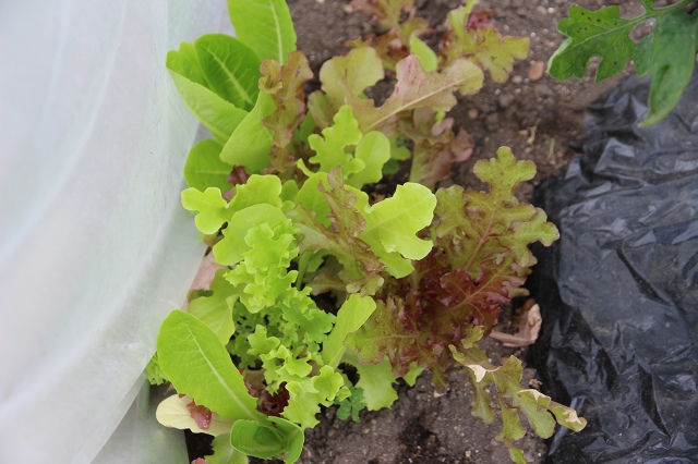 ファイル 80-6.jpg