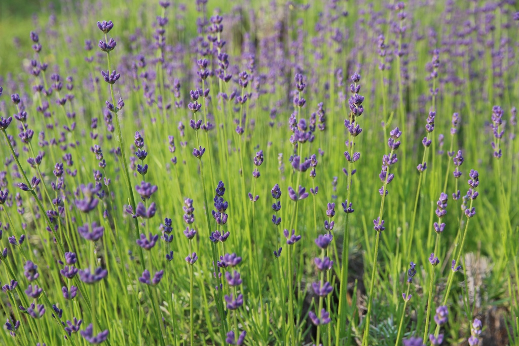 ファイル 80-7.jpg