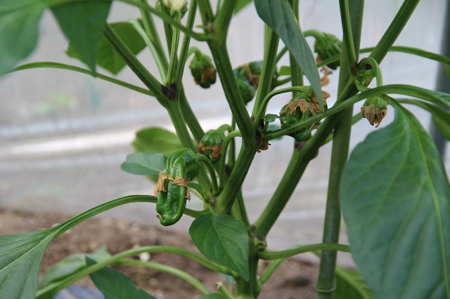 ファイル 80-9.jpg