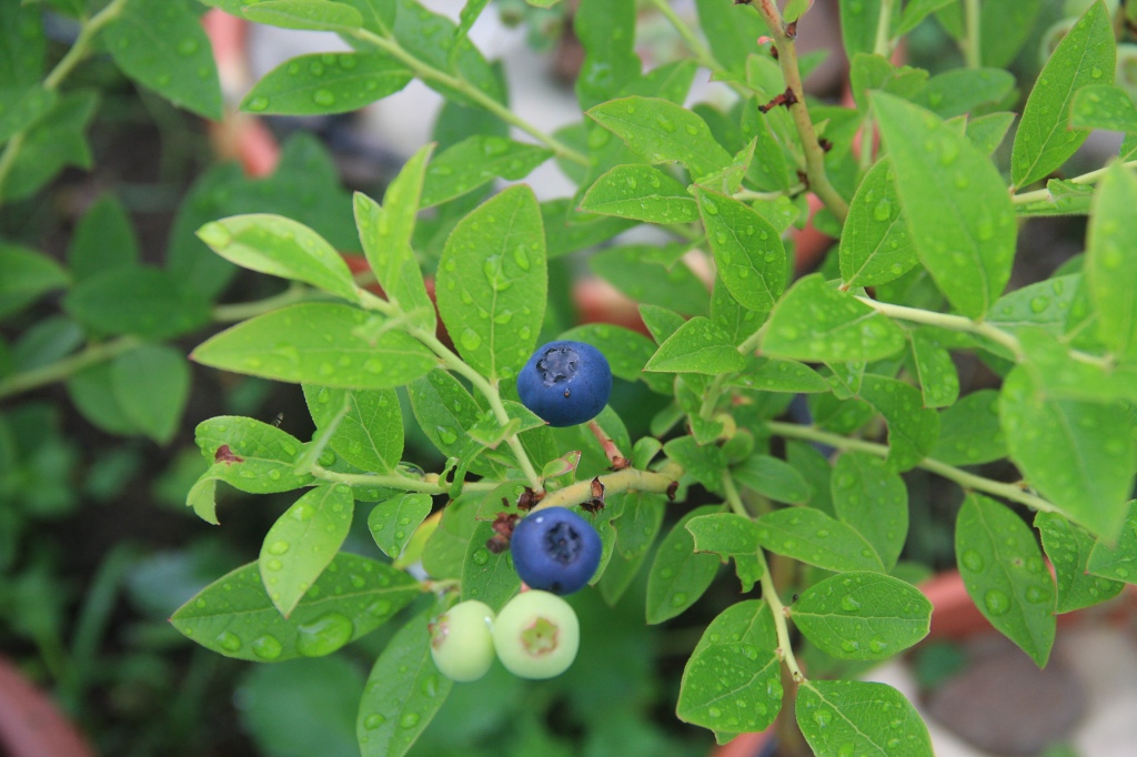 ファイル 81-1.jpg