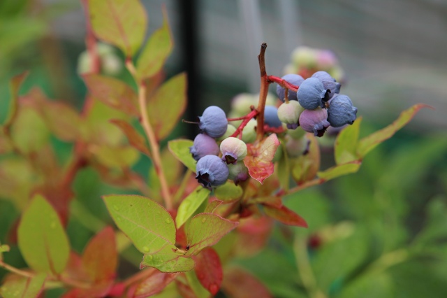 ファイル 84-1.jpg