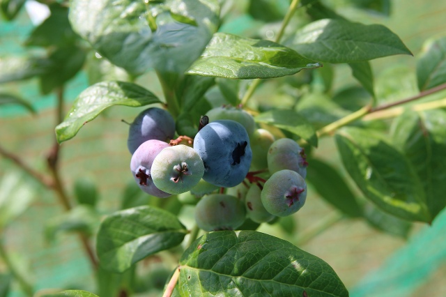 ファイル 84-2.jpg