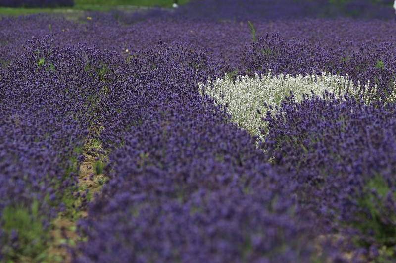 ファイル 87-2.jpg