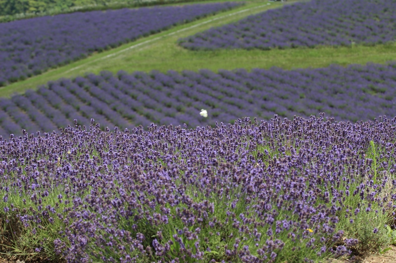 ファイル 87-4.jpg