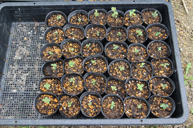 ファイル 91-1.jpg