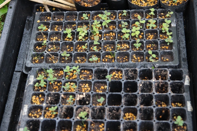 ファイル 91-2.jpg