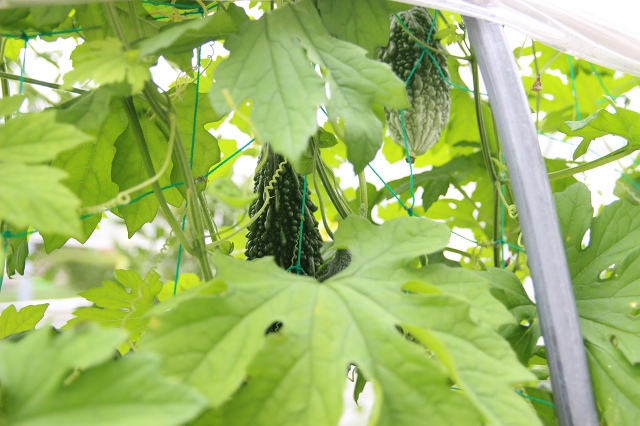 ファイル 91-3.jpg