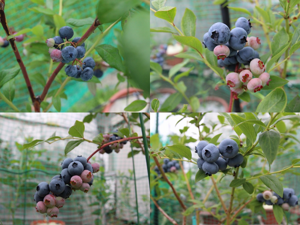 ファイル 91-4.jpg