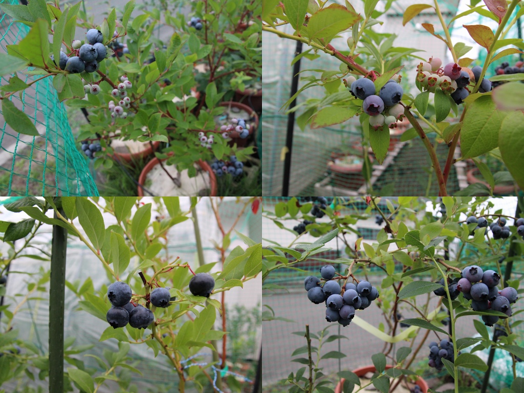 ファイル 91-5.jpg