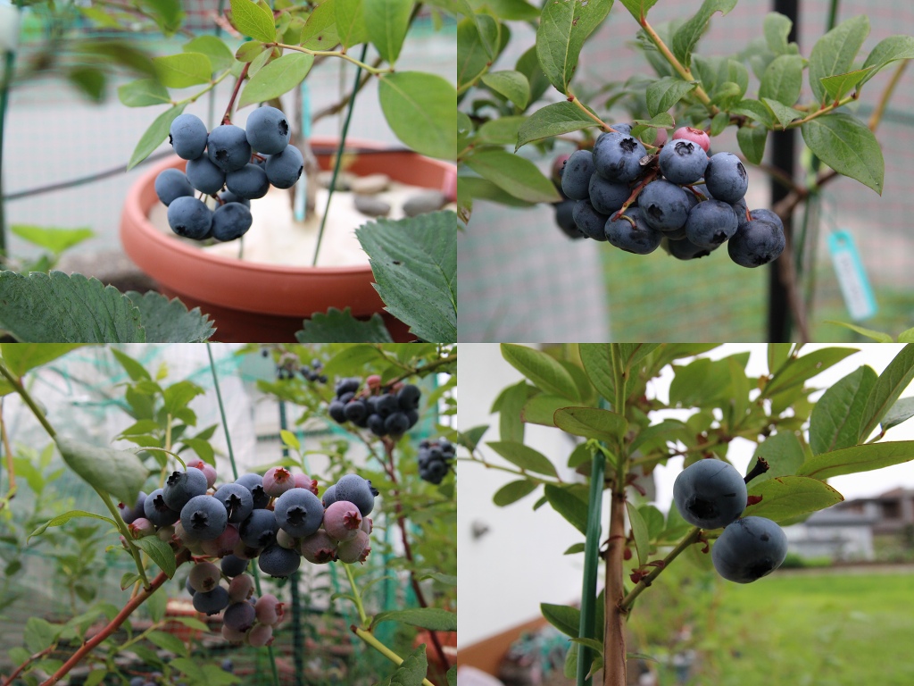 ファイル 91-6.jpg