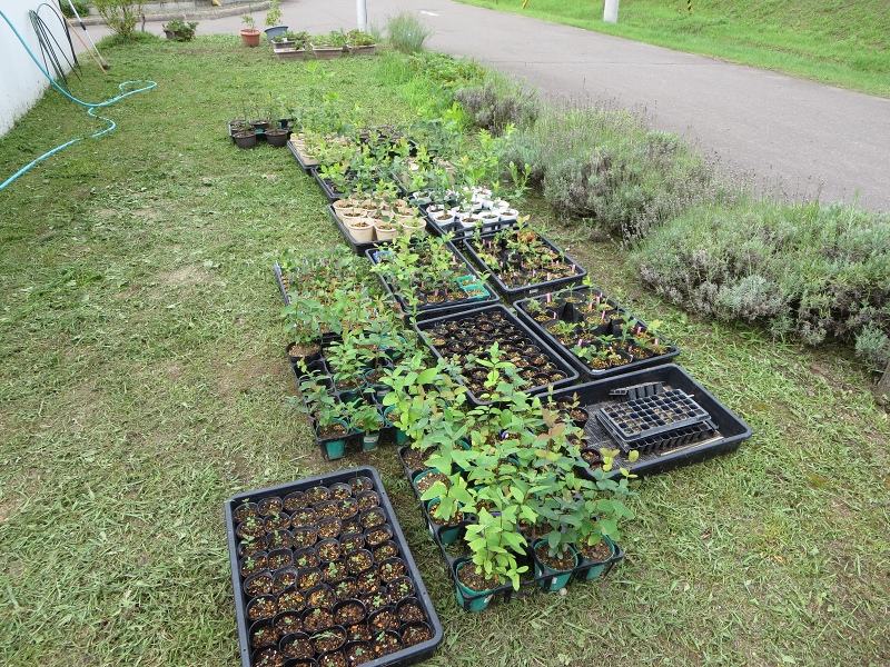 ファイル 93-1.jpg