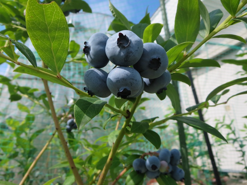 ファイル 93-4.jpg