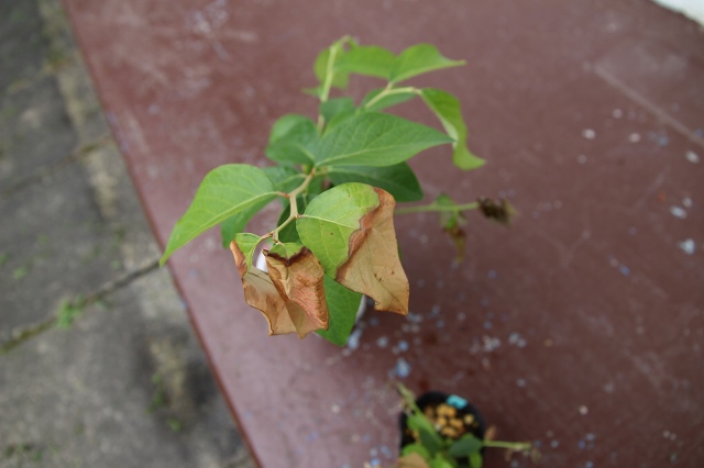 ファイル 96-6.jpg