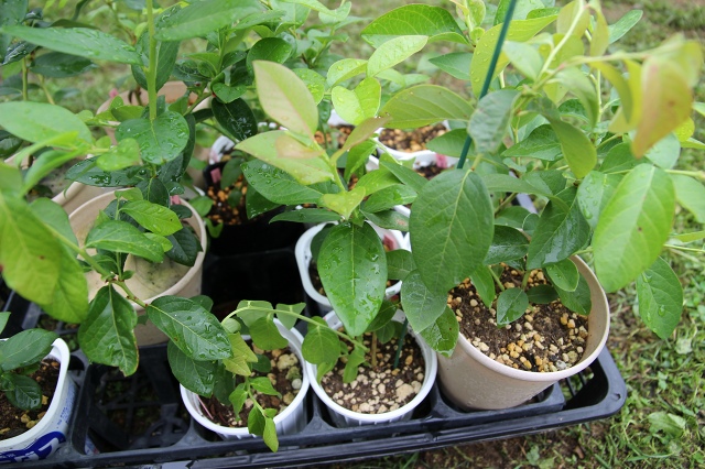 ファイル 96-7.jpg