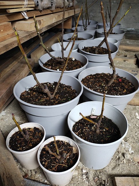 ファイル 105-1.jpg