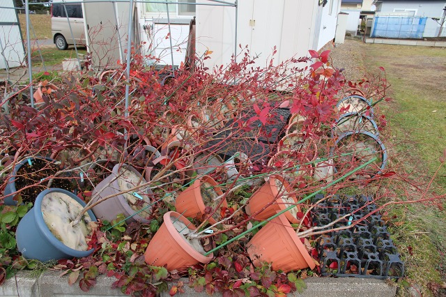 ファイル 105-6.jpg