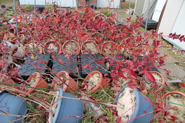 ファイル 105-7.jpg