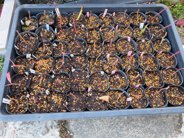 ファイル 107-5.jpg