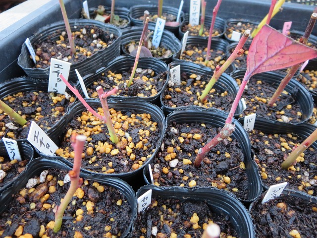 ファイル 107-6.jpg