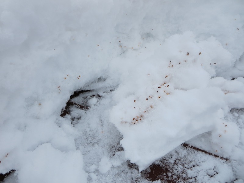 ファイル 11-4.jpg