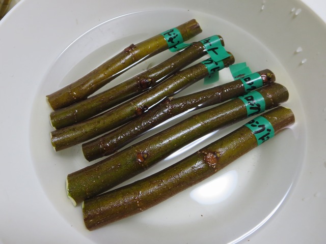 ファイル 13-1.jpg