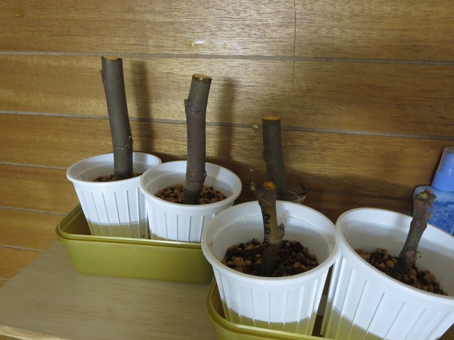 ファイル 13-4.jpg