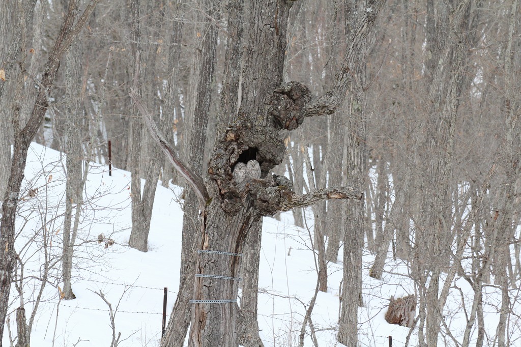 ファイル 16-1.jpg