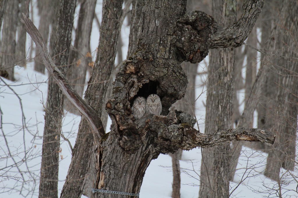 ファイル 16-2.jpg