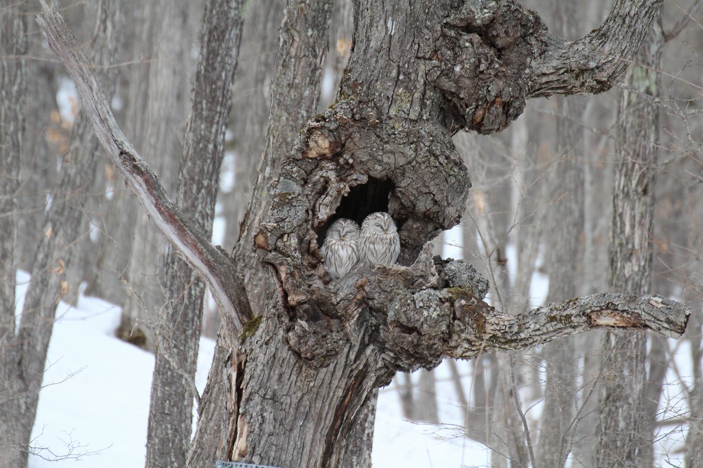 ファイル 16-4.jpg