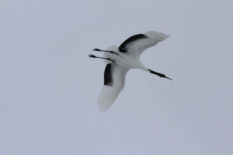 ファイル 17-2.jpg