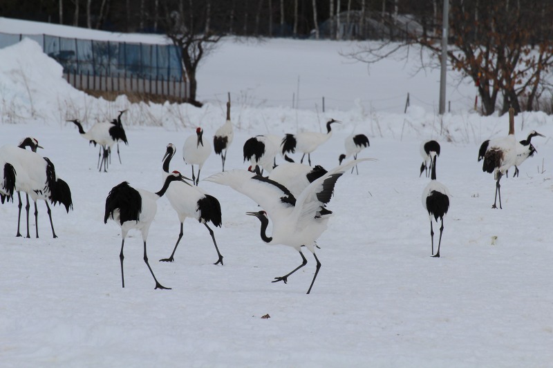 ファイル 17-4.jpg