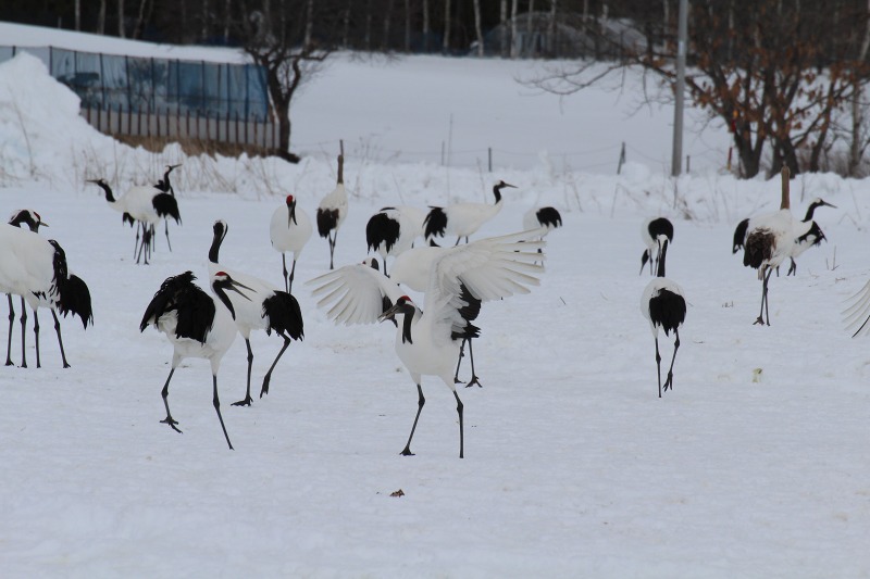 ファイル 17-5.jpg