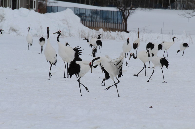 ファイル 17-6.jpg