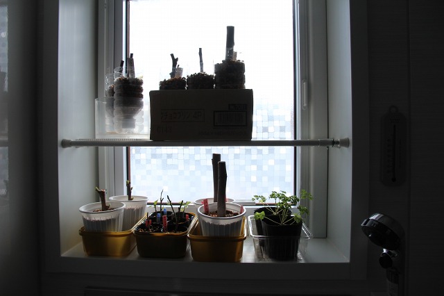 ファイル 18-1.jpg