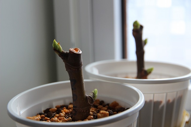 ファイル 18-2.jpg