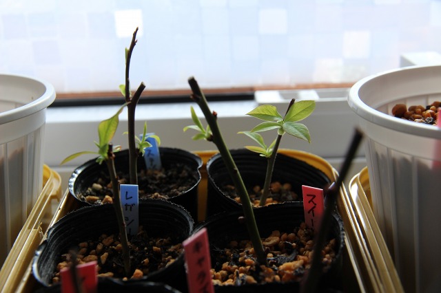 ファイル 18-3.jpg