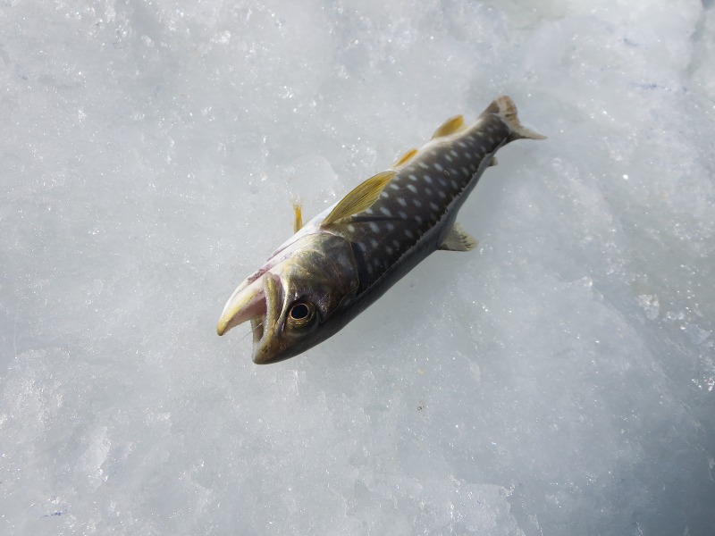 ファイル 19-5.jpg