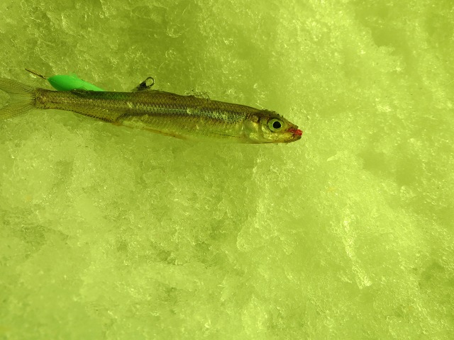 ファイル 19-8.jpg