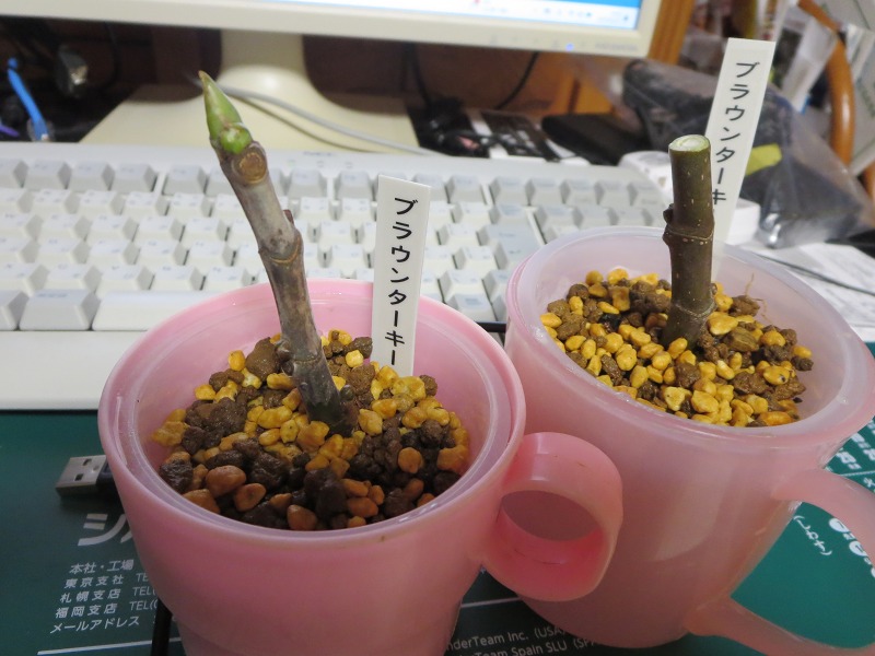 ファイル 20-4.jpg