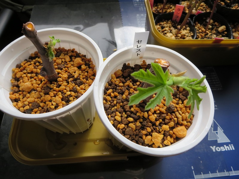 ファイル 26-7.jpg