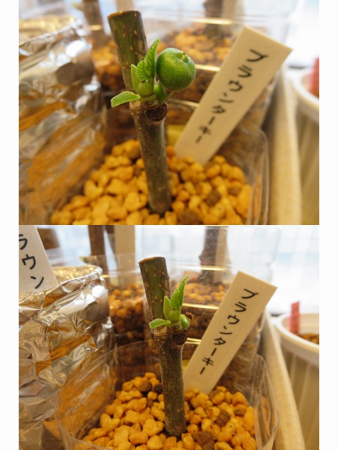 ファイル 34-1.jpg