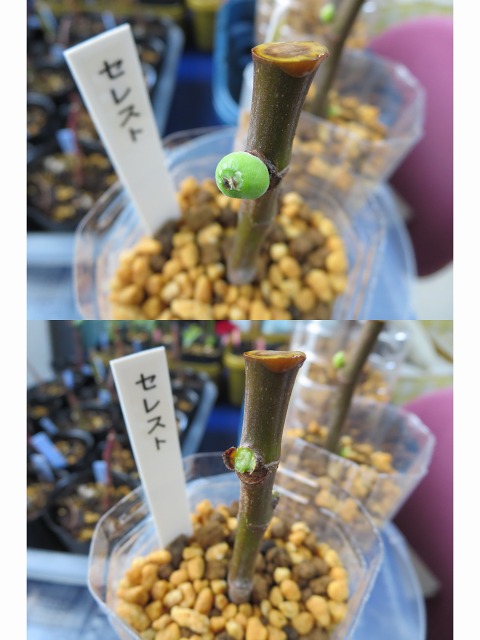 ファイル 34-2.jpg