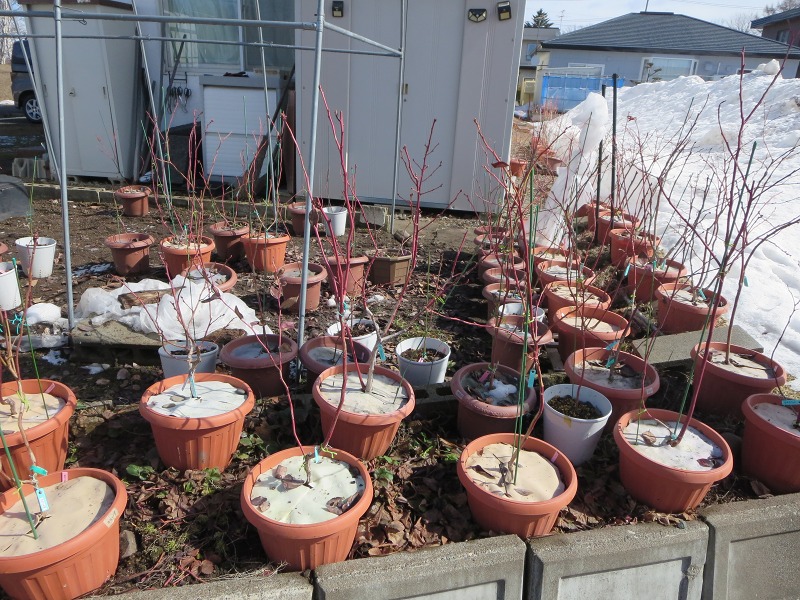 ファイル 35-1.jpg