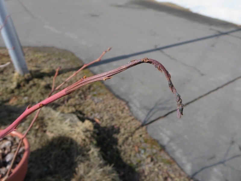 ファイル 35-2.jpg