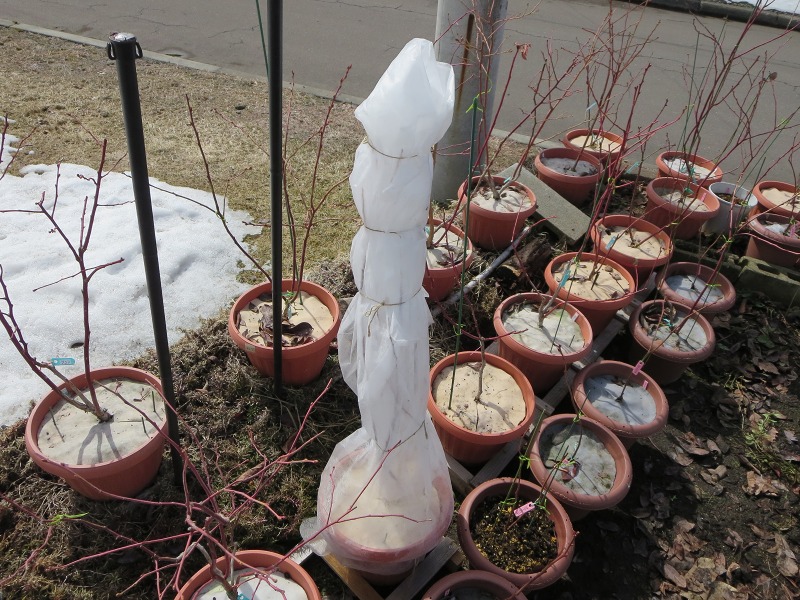 ファイル 35-3.jpg