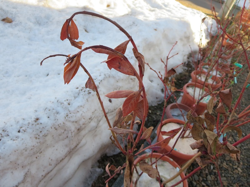 ファイル 35-6.jpg