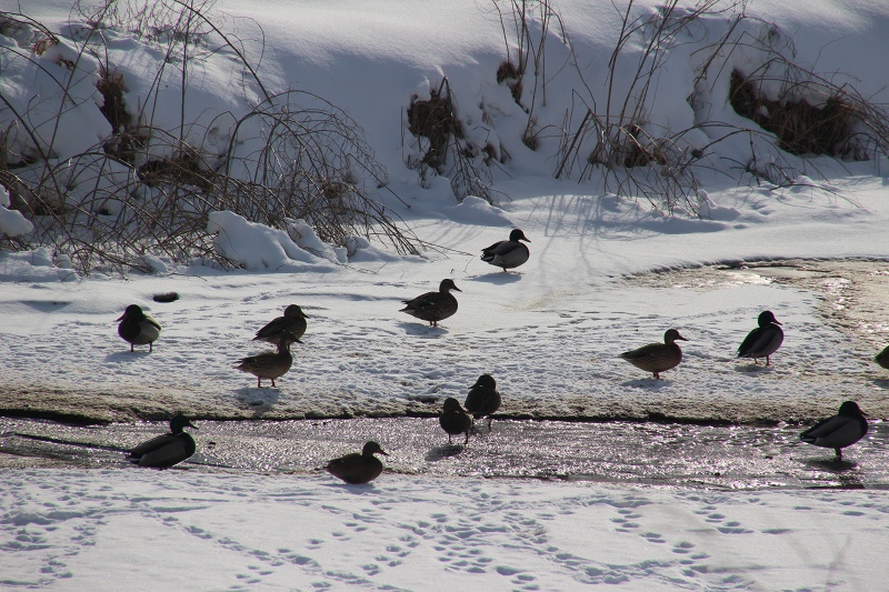 ファイル 4-6.jpg