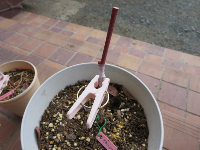 ファイル 40-8.jpg